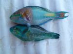parrot_fish_small